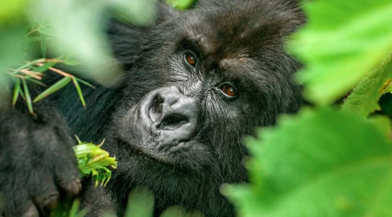Close-up of a silverback gorilla's face in Mgahinga Gorilla National Park.