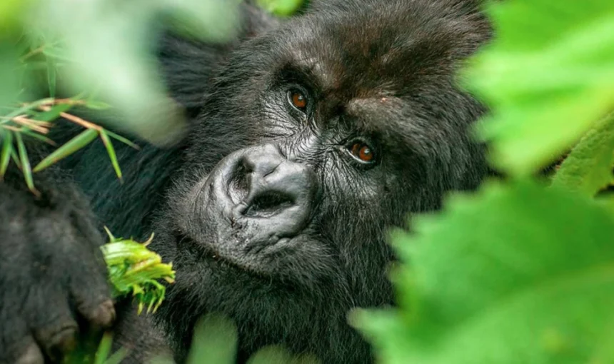 8 Days Uganda & Rwanda Gorilla Trekking