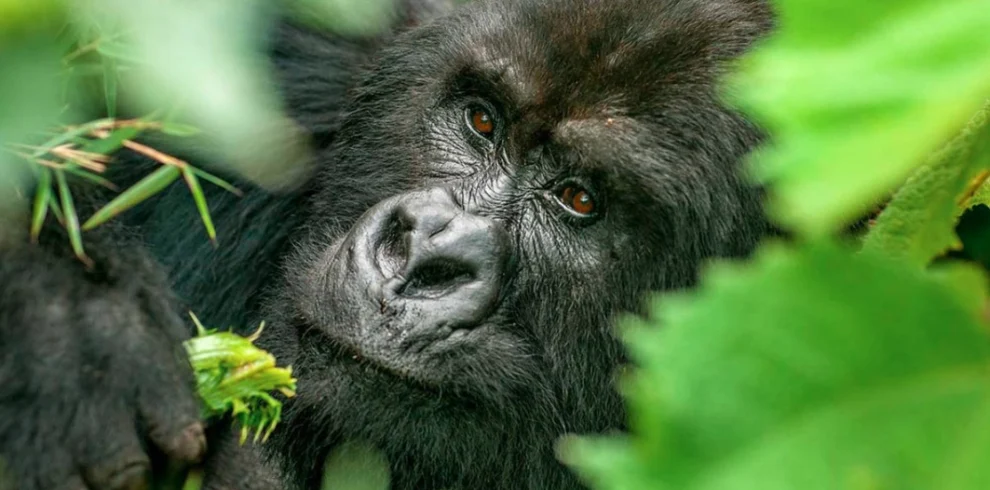 Close-up of a silverback gorilla's face in Mgahinga Gorilla National Park.