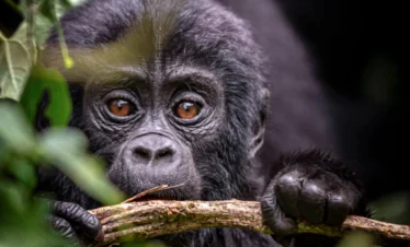 Close-up of an adorable baby gorilla peeking through dense foliage in Mgahinga Gorilla National Park, Uganda
