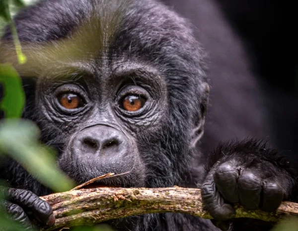 Close-up of an adorable baby gorilla peeking through dense foliage in Mgahinga Gorilla National Park, Uganda