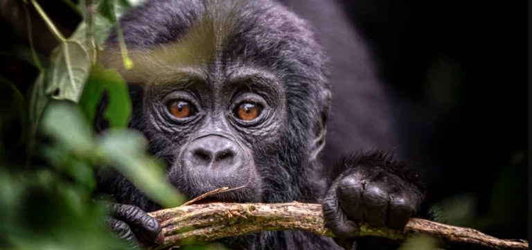 Close-up of an adorable baby gorilla peeking through dense foliage in Mgahinga Gorilla National Park, Uganda