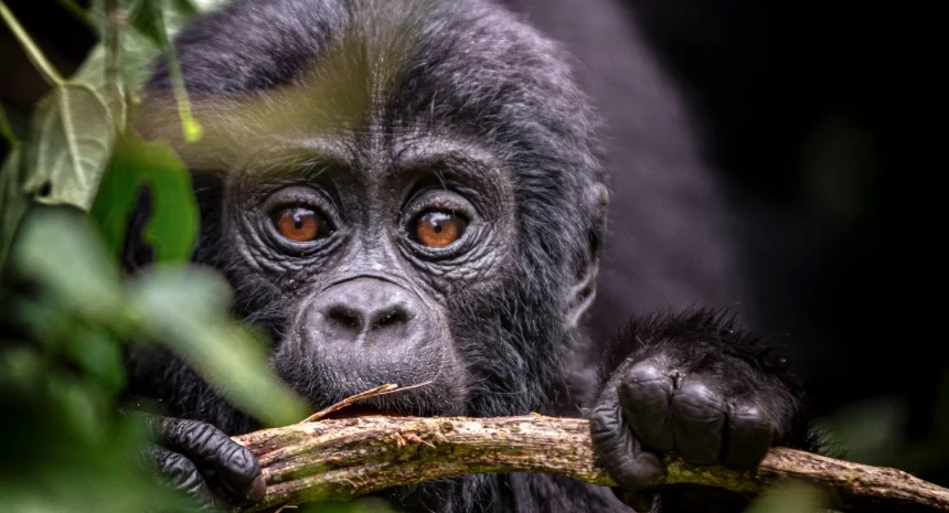 5 Days Rwanda Gorilla Trekking & Akagera