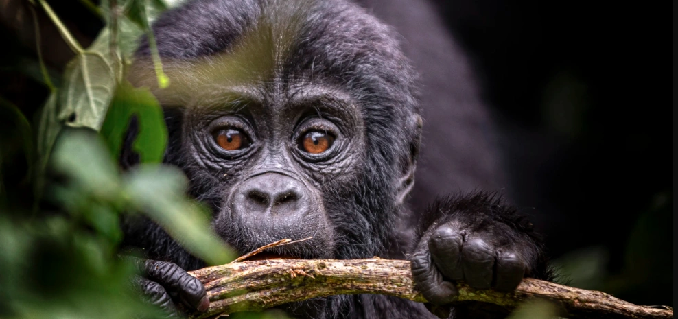 Close-up of an adorable baby gorilla peeking through dense foliage in Mgahinga Gorilla National Park, Uganda