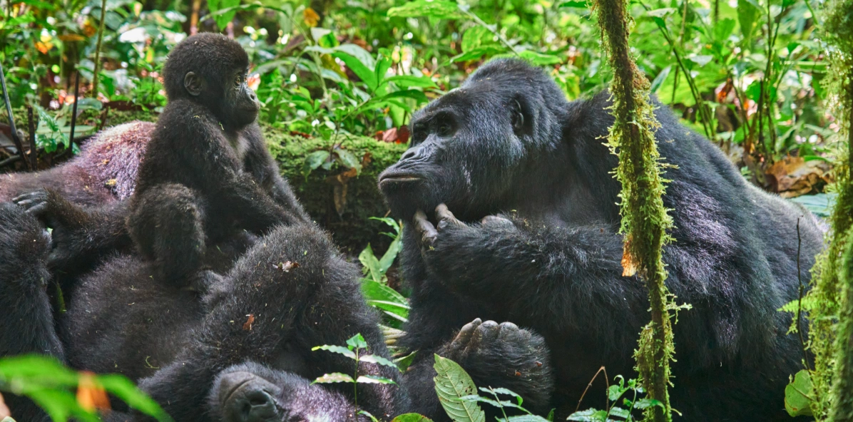 A cohesive gorilla family group, including adults and juveniles, resting together in the lush forest of Nkuringo Sector, Bwindi Impenetrable National Park, Uganda