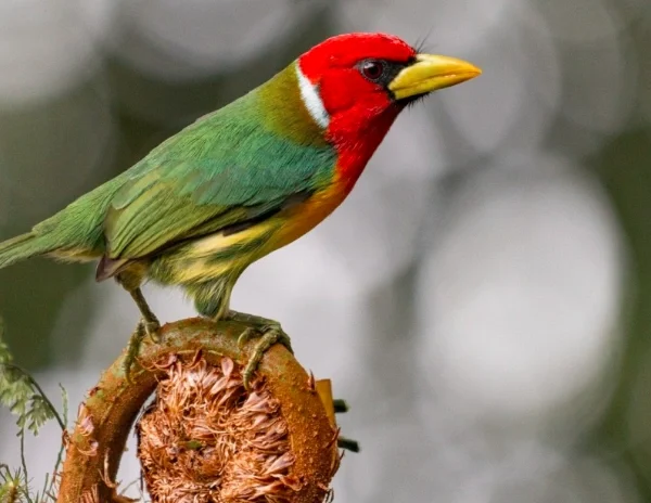 Close-up of a Red-faced Barbet perched on a branch