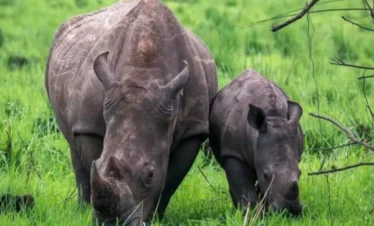 rhino tracking