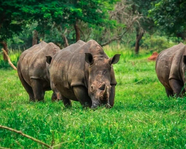 Three southern white rhinos feeding in tall grass at Ziwa Rhino Sanctuary, Uganda