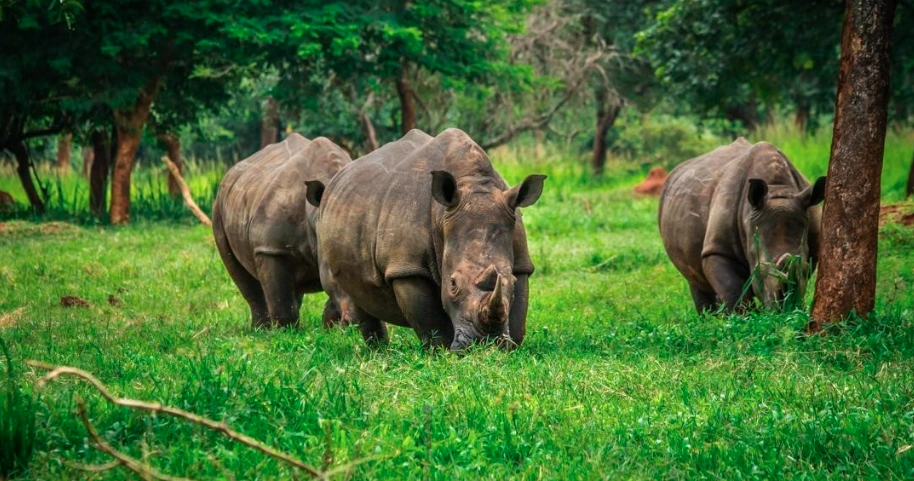 Three southern white rhinos feeding in tall grass at Ziwa Rhino Sanctuary, Uganda