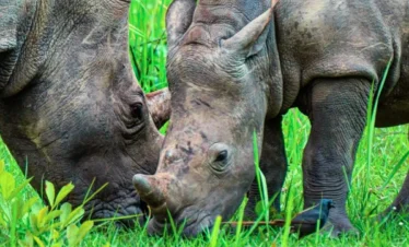 Two white rhinos grazing peacefully in the open plains of Ziwa Rhino Sanctuary