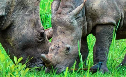Two white rhinos grazing peacefully in the open plains of Ziwa Rhino Sanctuary