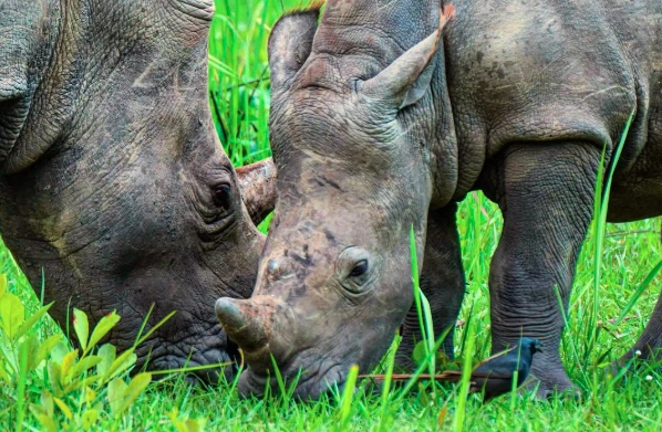 Two white rhinos grazing peacefully in the open plains of Ziwa Rhino Sanctuary