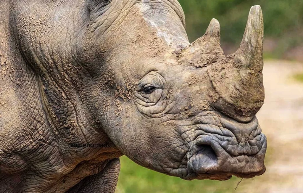 Close-up of a southern white rhino’s face, showing its textured skin and horn
