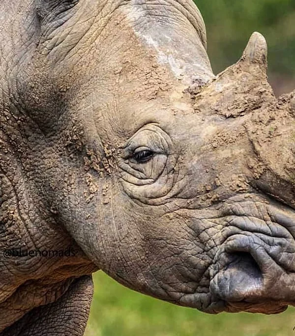 Close-up of a southern white rhino’s face, showing its textured skin and horn