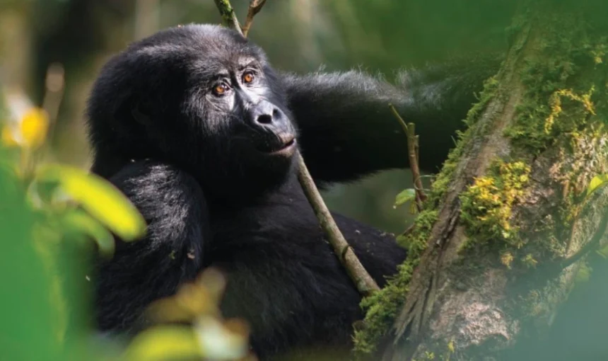 Bwindi vs Mgahinga for Gorilla Trekking