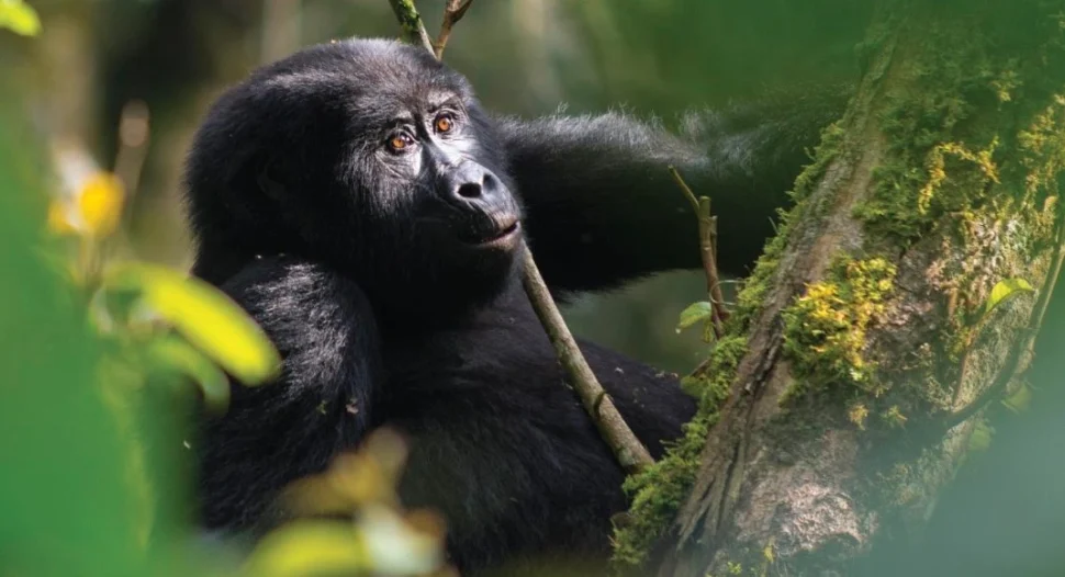 A curious young female gorilla with expressive eyes foraging amongst the vegetation in the Ruhija sector, home to various gorilla families in Uganda