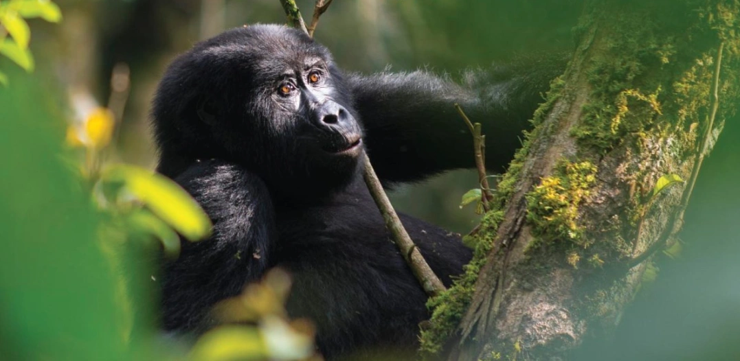 A curious young female gorilla with expressive eyes foraging amongst the vegetation in the Ruhija sector, home to various gorilla families in Uganda
