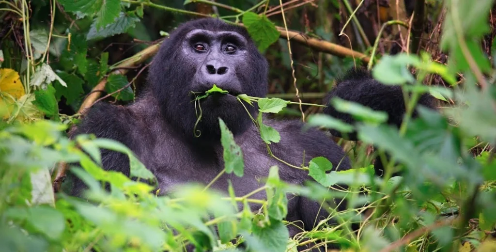 Dominant silverback gorilla with striking silver fur on its back, observing its surroundings intently in the Rushaga sector of Bwindi Impenetrable National Park, Uganda