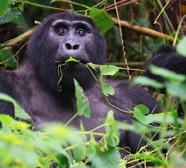 Dominant silverback gorilla with striking silver fur on its back, observing its surroundings intently in the Rushaga sector of Bwindi Impenetrable National Park, Uganda