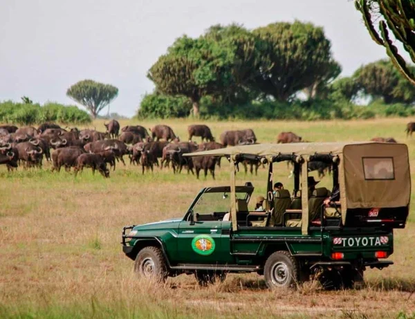 Tourists in open-top safari vehicle observing buffalo herd in Queen Elizabeth National Park