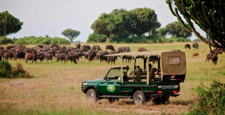 Tourists in open-top safari vehicle observing buffalo herd in Queen Elizabeth National Park