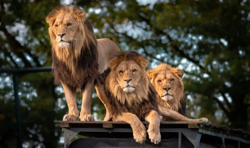 The Best Time to See the Big Five in Uganda