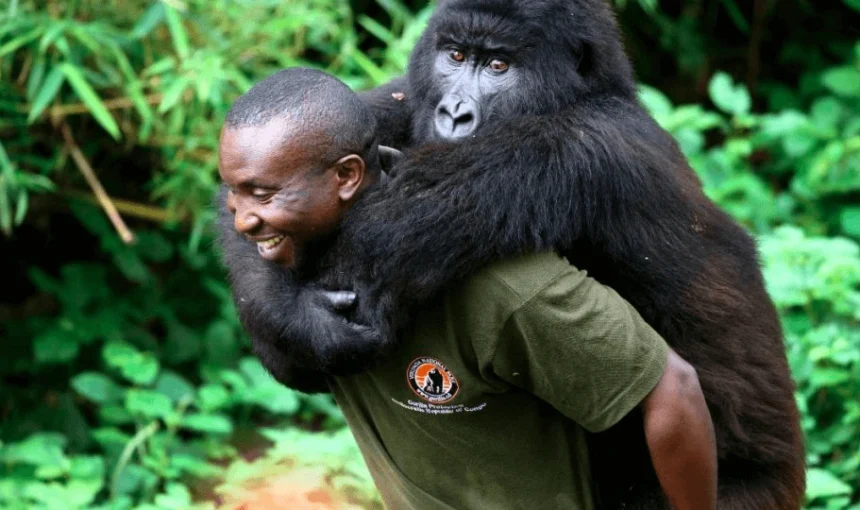 3 Days DR Congo Mountain Gorilla Trek