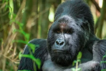 Mountain gorilla in Bwindi Impenetrable Forest, Uganda, surrounded by lush jungle vegetation during a guided gorilla trekking experience.