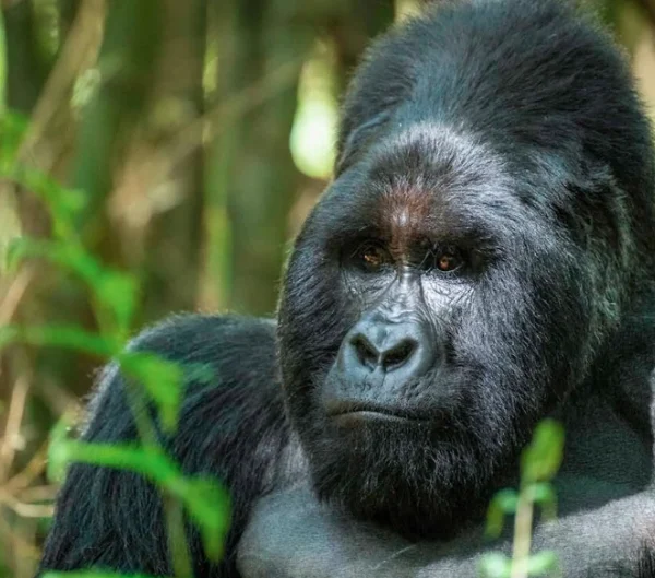 Mountain gorilla in Bwindi Impenetrable Forest, Uganda, surrounded by lush jungle vegetation during a guided gorilla trekking experience.