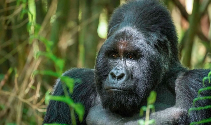 Mountain gorilla in Bwindi Impenetrable Forest, Uganda, surrounded by lush jungle vegetation during a guided gorilla trekking experience.