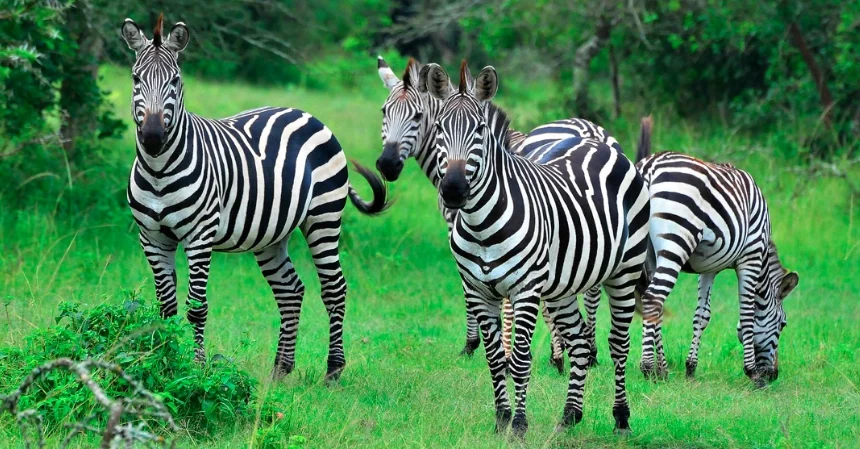 2 Days Lake Mburo Wildlife Safari