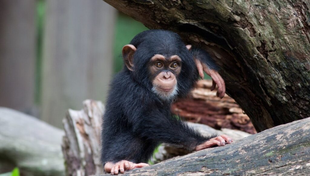 Young chimpanzee clinging to its mother during a forest trek in Uganda