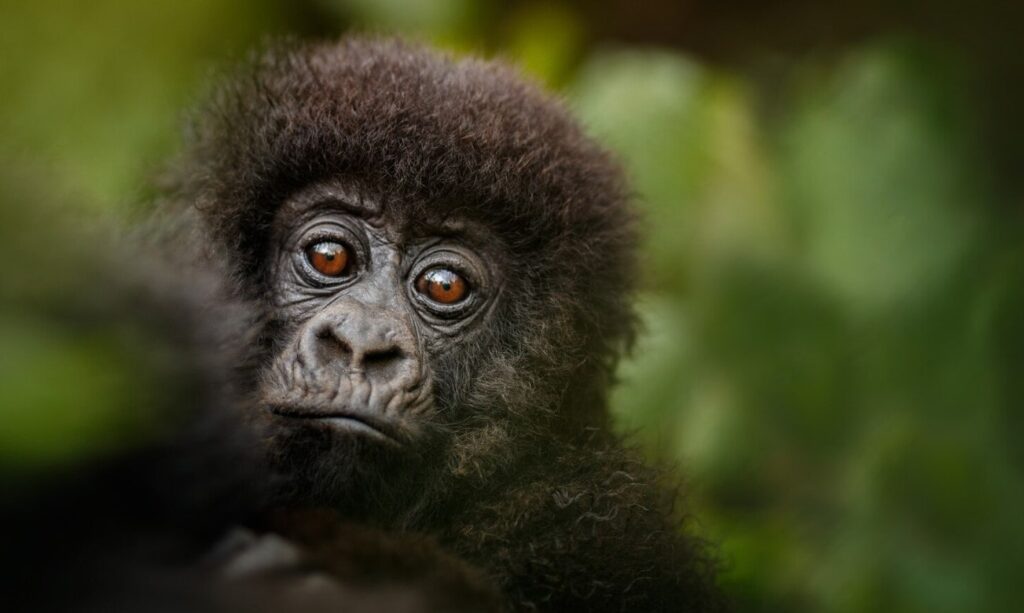 Infant mountain gorilla in Bwindi Impenetrable Forest, seen on a Uganda gorilla trekking safari