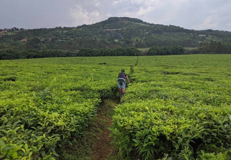 A person bike riding along a dirt path through a vast, green tea plantation in Lugazi, Uganda.