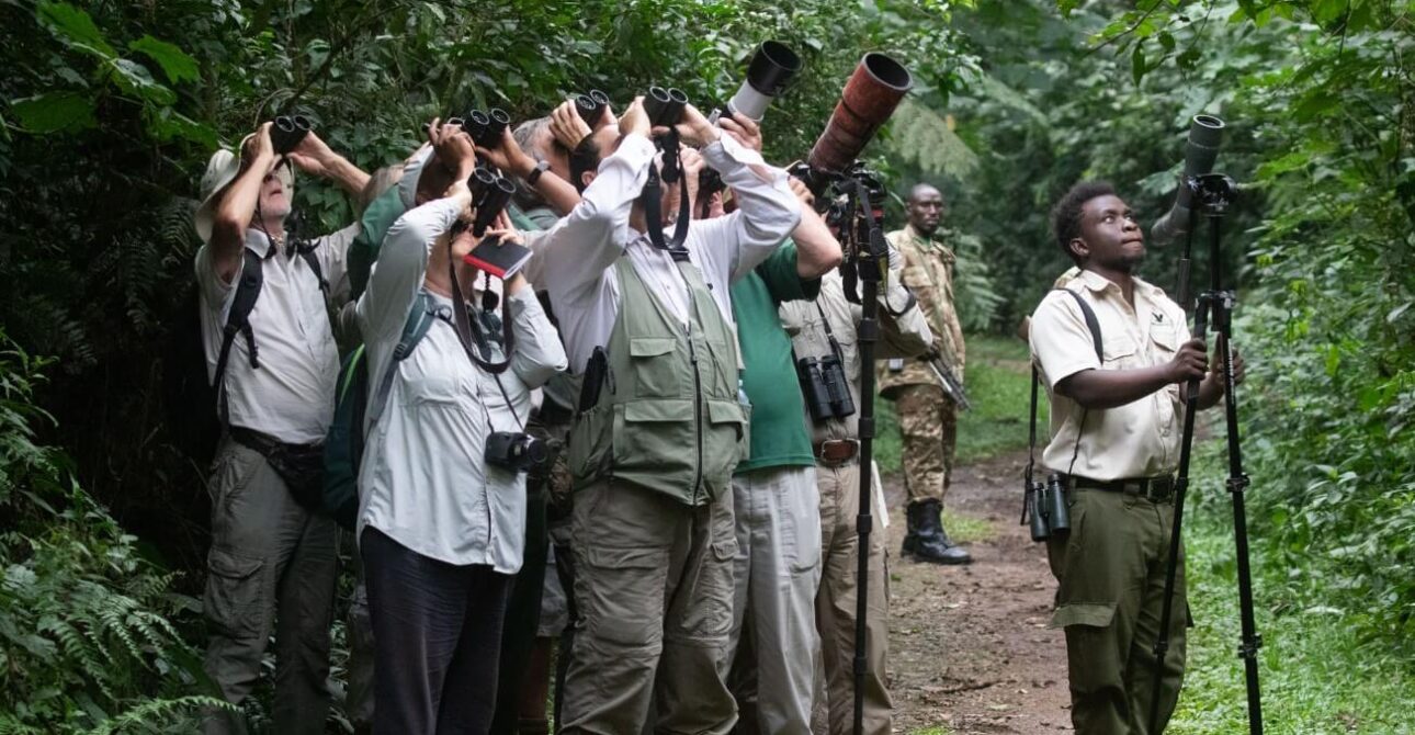 Birding safari group with a local guide on a forest trail, looking into the tree canopy for birds