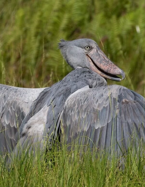 Close-up of a rare Shoebill Stork stretching its large wings in green marshland, Uganda