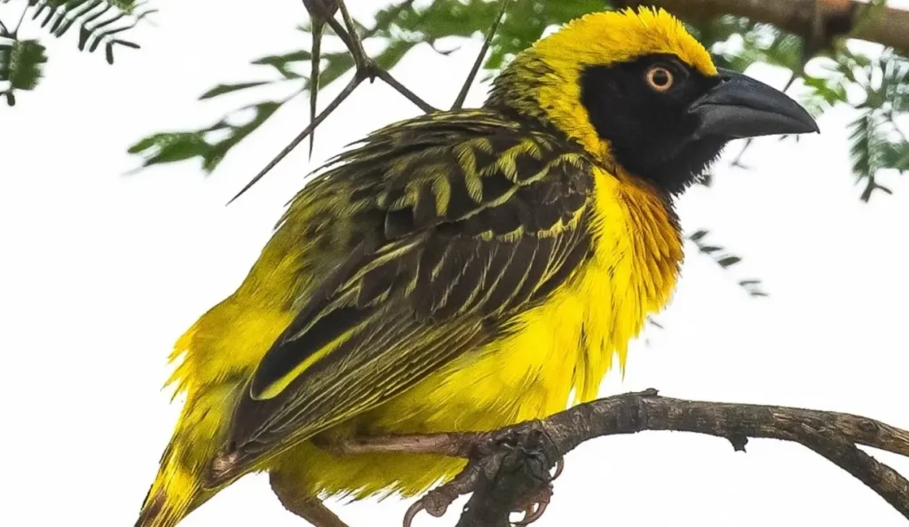 Fox’s Weaver (Ploceus spekeoides), Uganda’s only true endemic bird, perched on a branch with bright yellow plumage and black head.