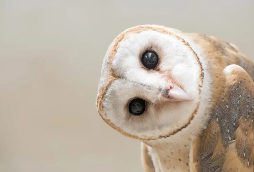 Karamoja Apalis, a small gray and white songbird found in Uganda’s dry acacia scrublands near the Karamoja region.