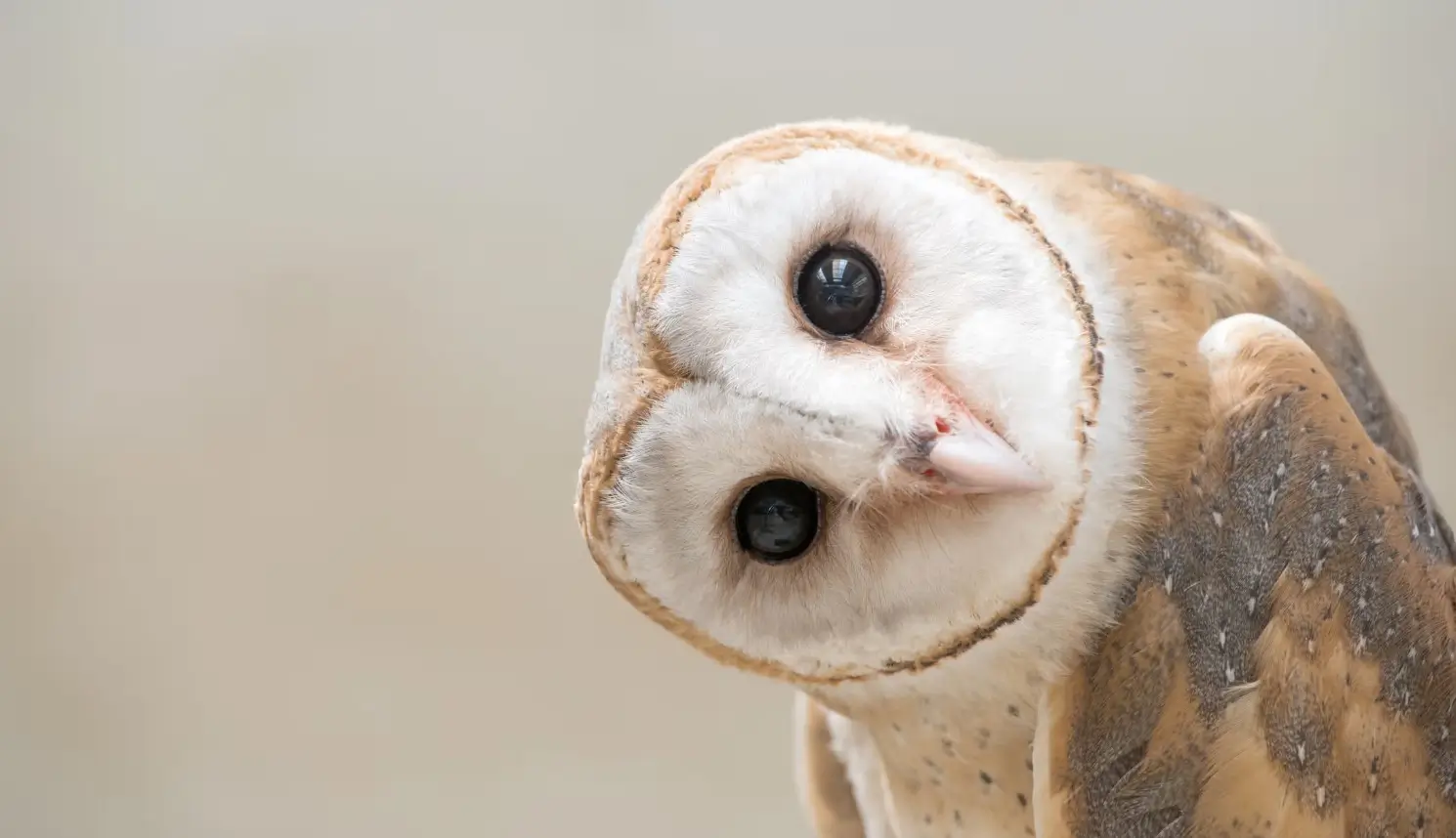 Karamoja Apalis, a small gray and white songbird found in Uganda’s dry acacia scrublands near the Karamoja region.