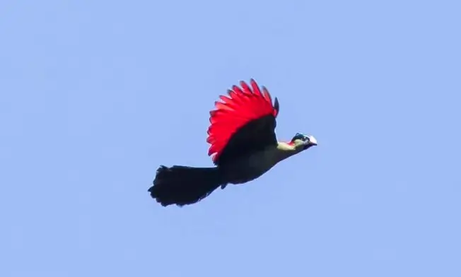 Rwenzori Turaco in flight showing its vivid red wing feathers against a clear blue sky over Uganda’s Albertine Rift forests.
