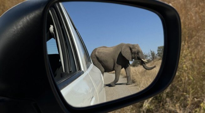 An intimate rearview mirror reflection of an elephant walking on a track during a game drive safari in Queen Elizabeth National Park, Uganda.